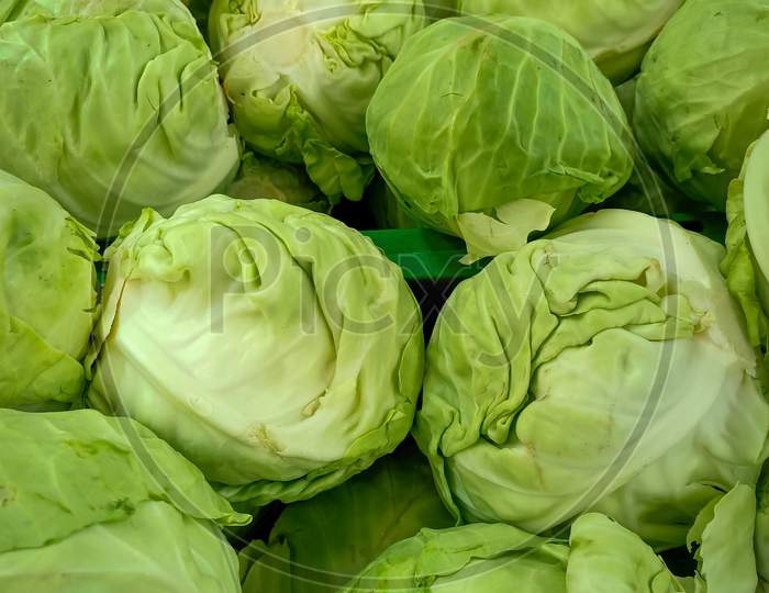 Fresh Leafy Cabbage vegetable used in traditional Indian cooking grown in an nearby agricultural farm in   Mysuru countryside in Karnataka/India.