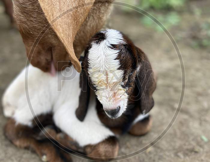Goat mother’s love
