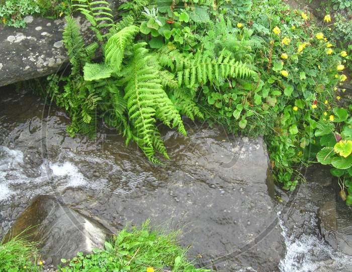 Rain water flowing through wild vegetation