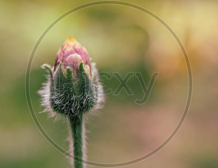 Close up macro shoot grass flower