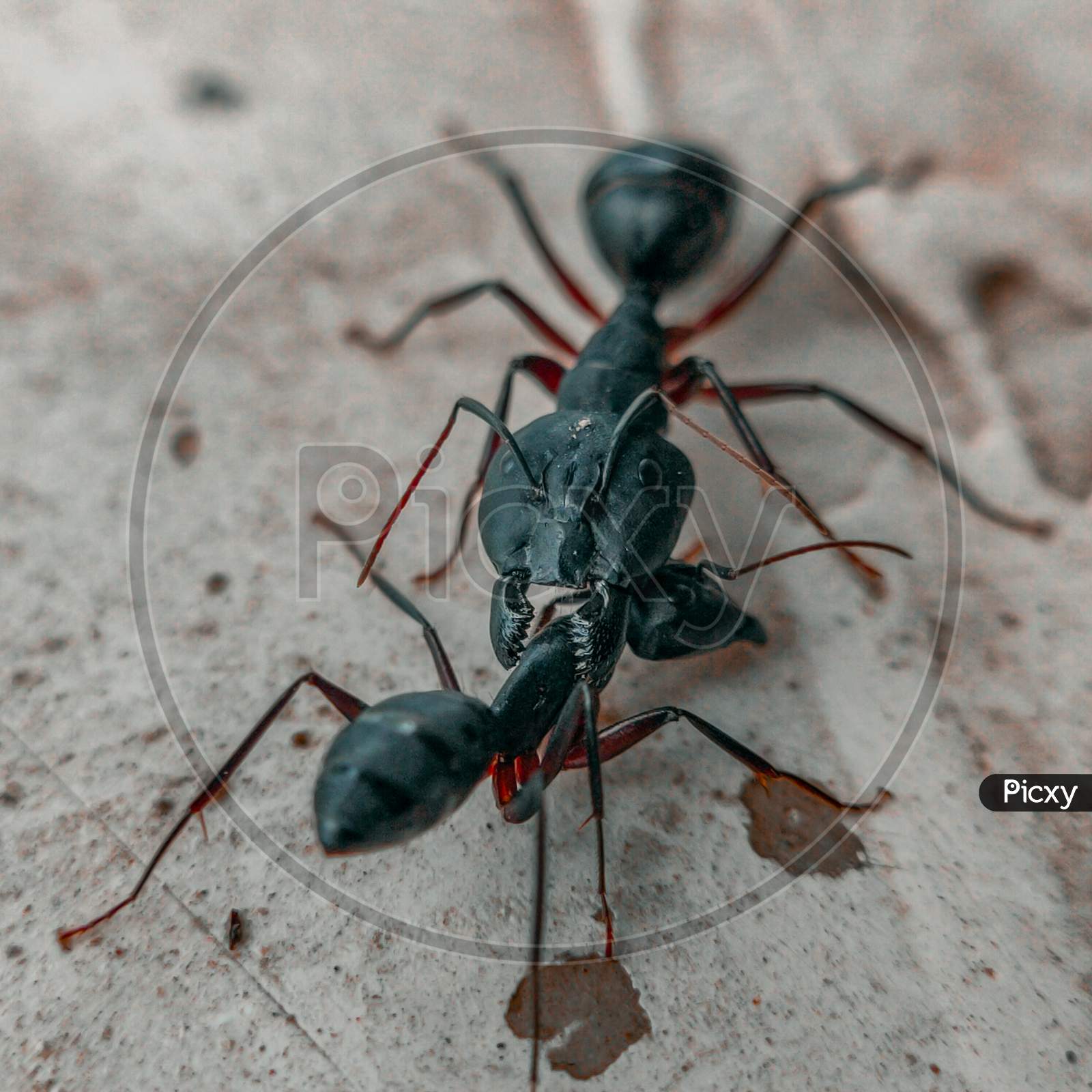 Ants fighting in macro