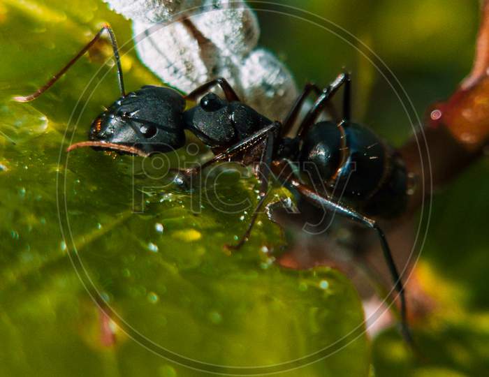 Ant in macro
