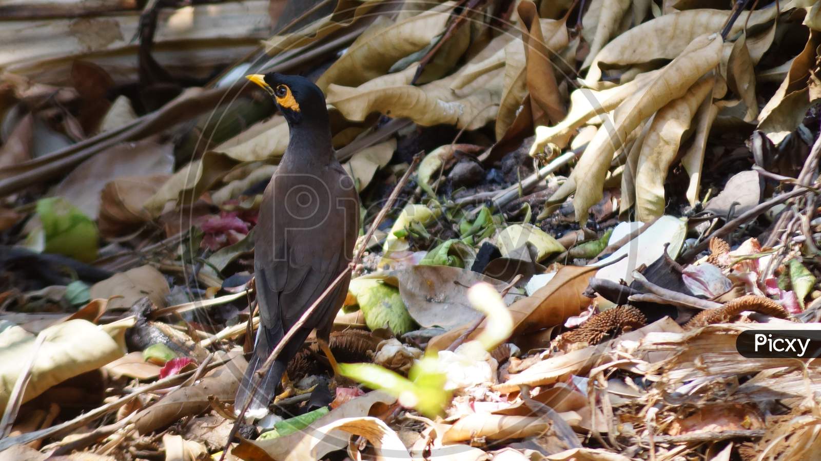 Myna Is Searching For Food