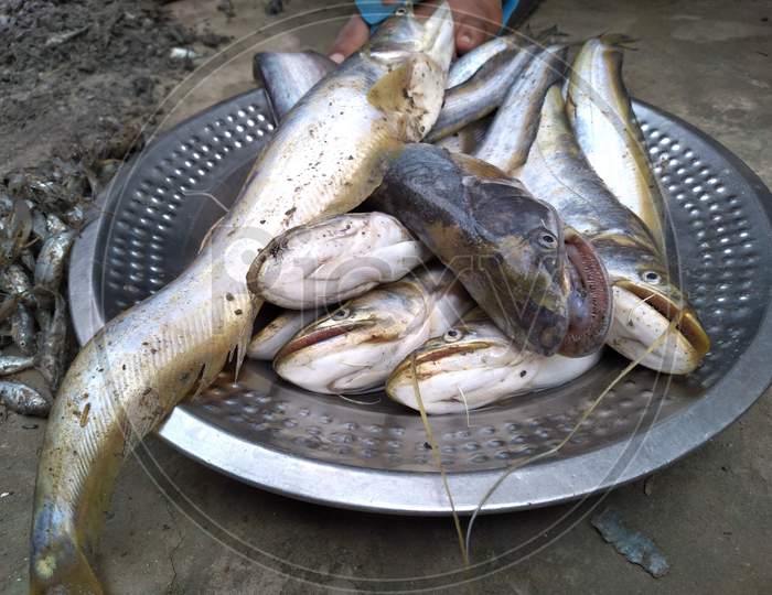 Wallago attu is a freshwater catfish of the family Siluridae, native to South and Southeast Asia. It is commonly known as helicopter catfish or wallago catfish. South Asian Boal fishes over steel plate.