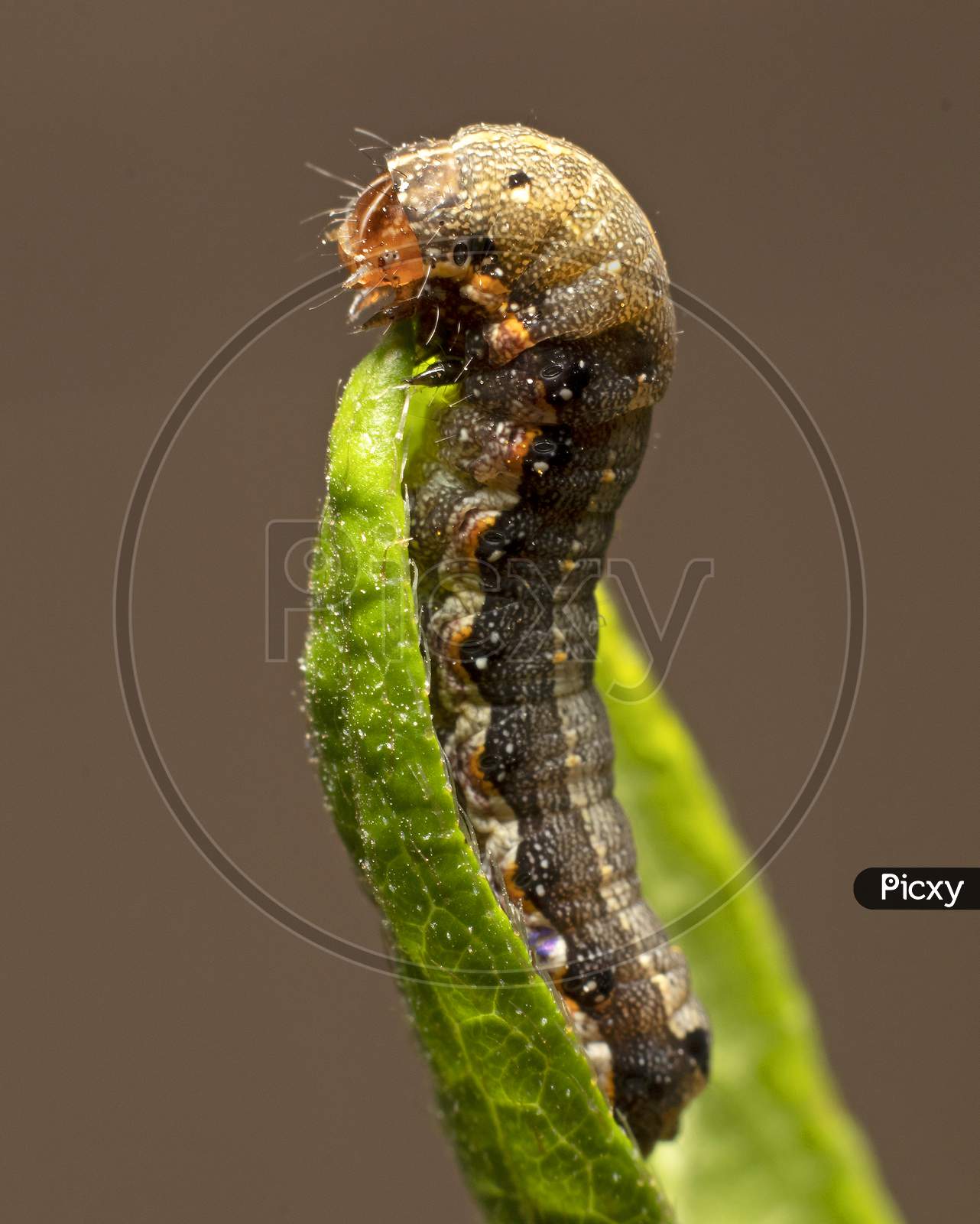 A larva