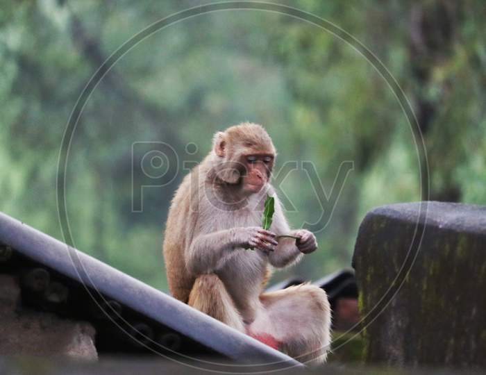 Monkey photography