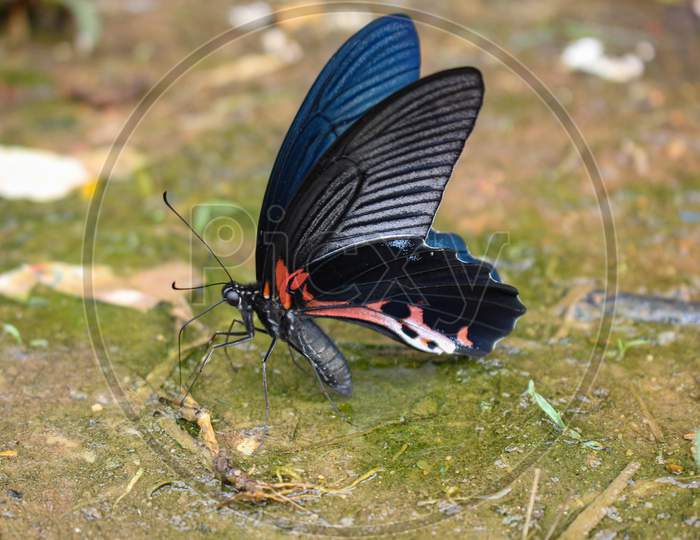 the most beautyfull butterfly