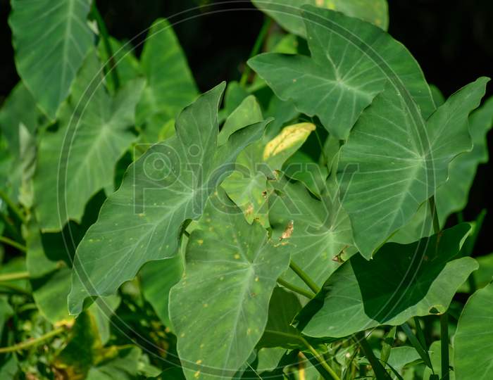 Beautiful green taro leaves in a village countryside of India