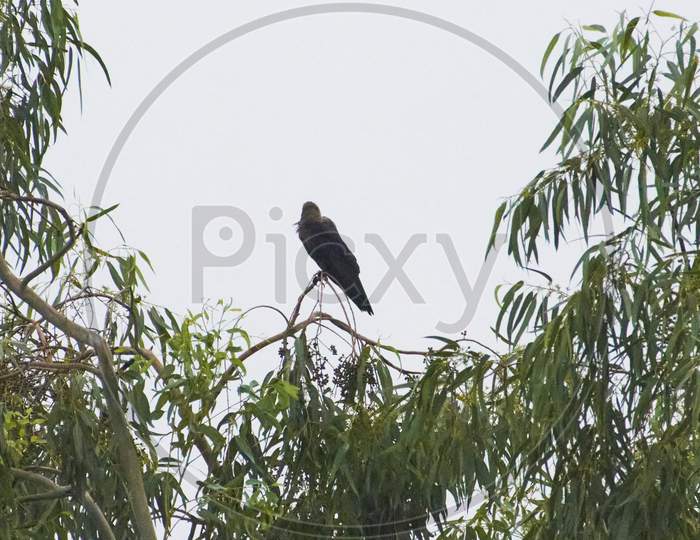 Indian Black Carrion Crow.