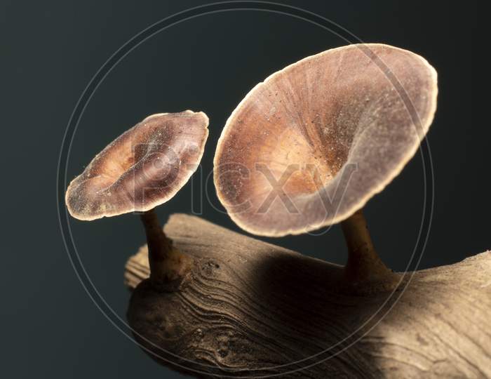 Dry mushroom