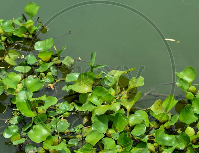 Water Hyacinth is floating in a pond