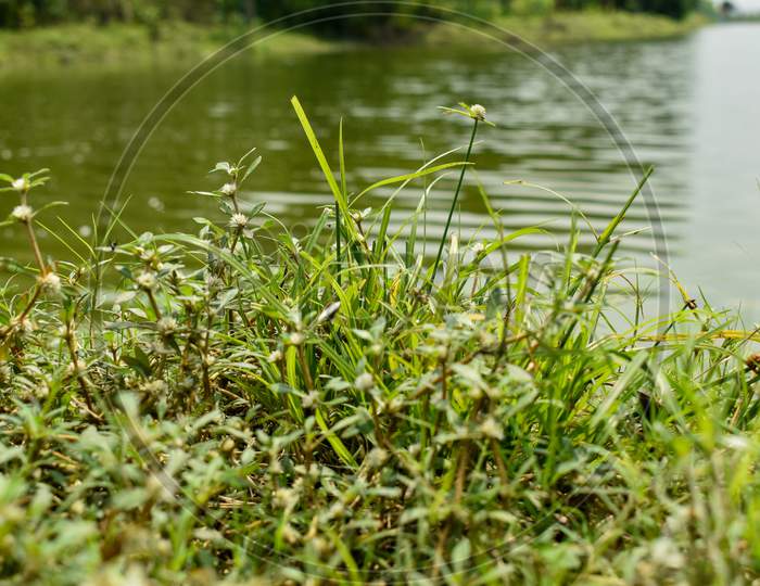 Green grasses besides the river