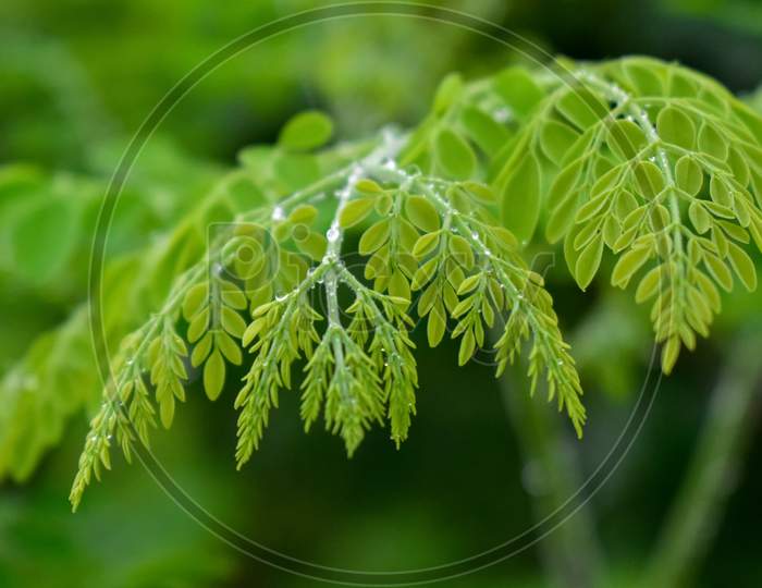beautiful green leaves with nice blurry background