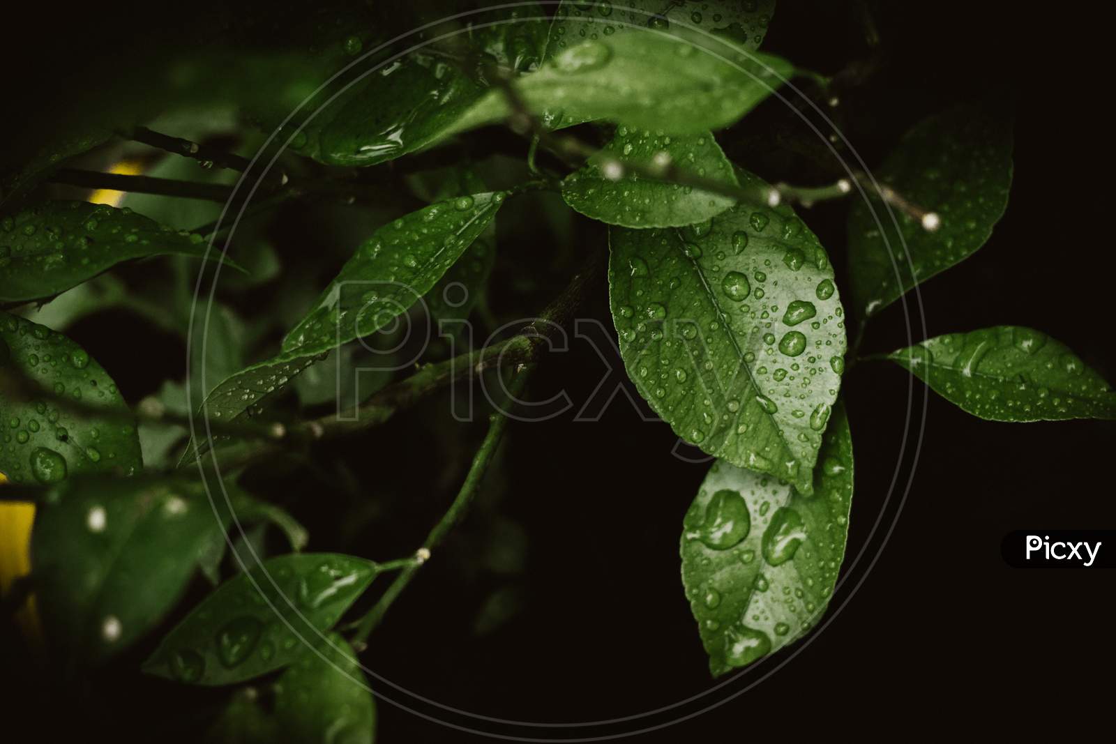 The green || Plant || dew || terrestrial || leaf