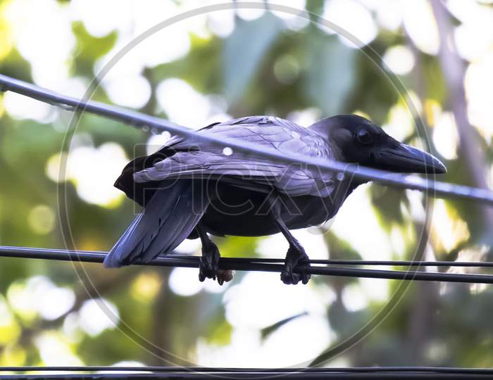 crow sitting in electric line