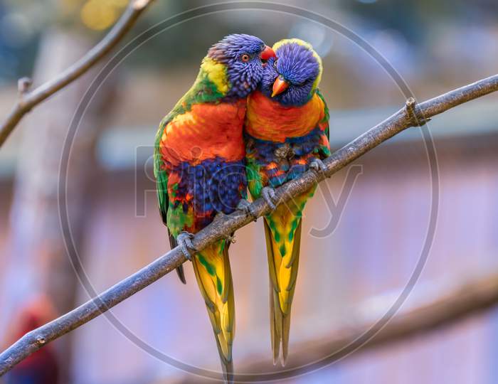 The amazing two birds || the vertebrate || parrot || adaptation || bird ||