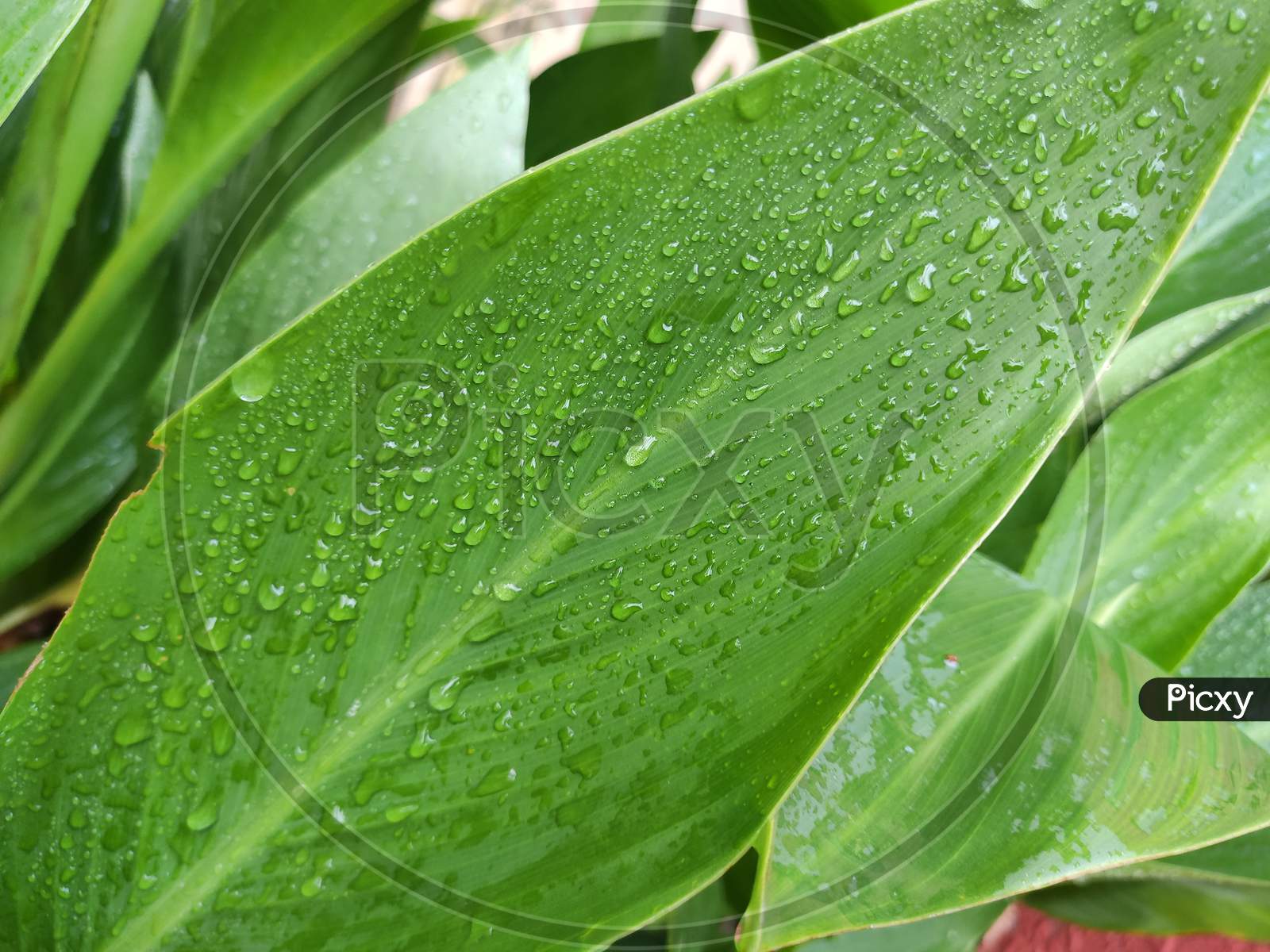 Pam leaf with water drop