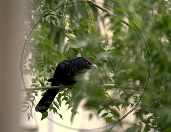 black indian koel bird, sitting on the tree, hiding behind the green leaves.