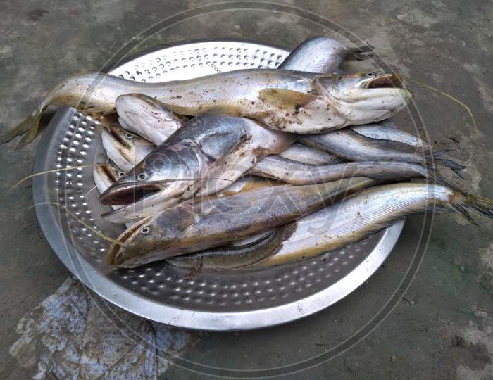 Wallago attu is a freshwater catfish of the family Siluridae, native to South and Southeast Asia. It is commonly known as helicopter catfish or wallago catfish. South Asian Boal fishes over steel plate.