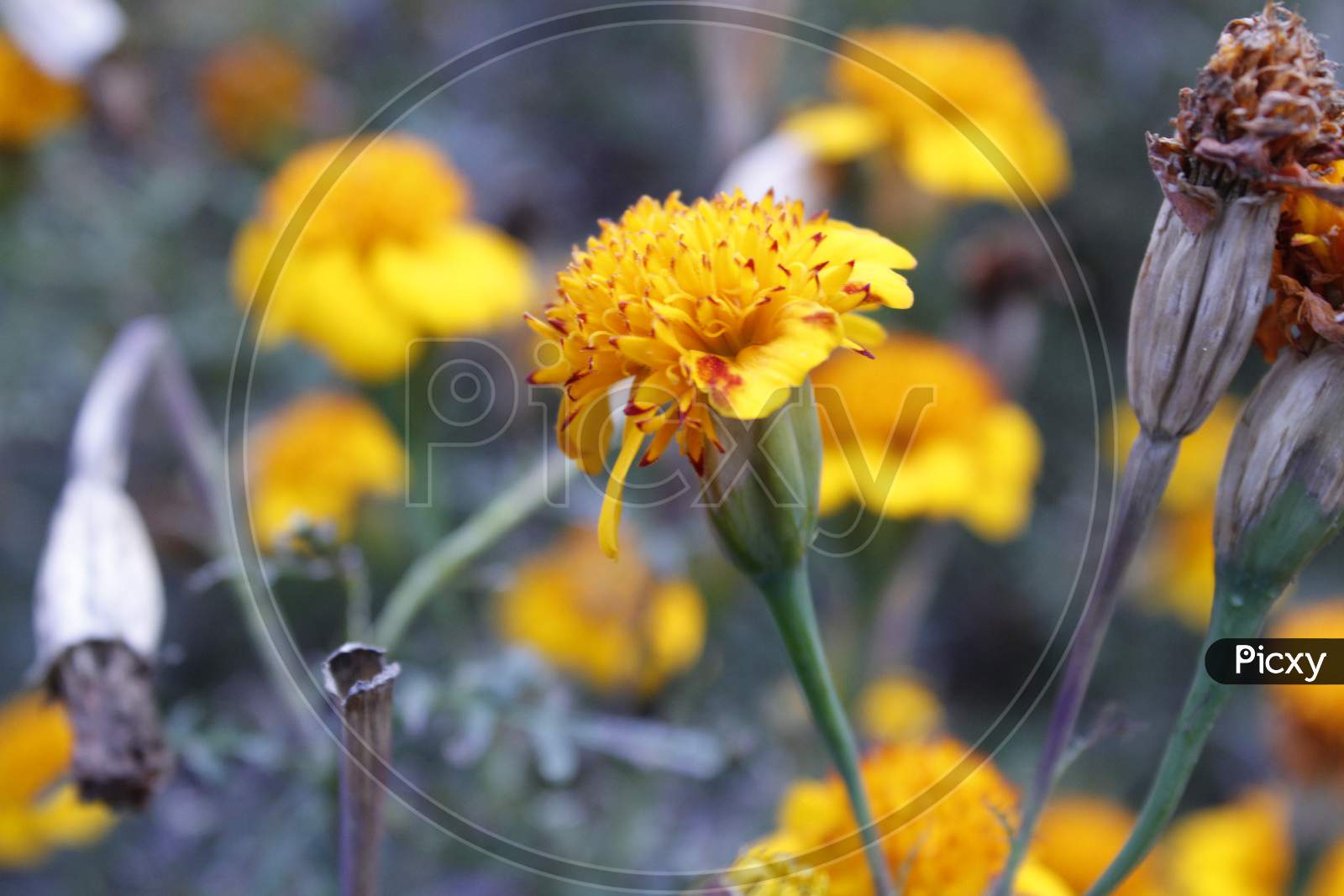 yellow genda flower