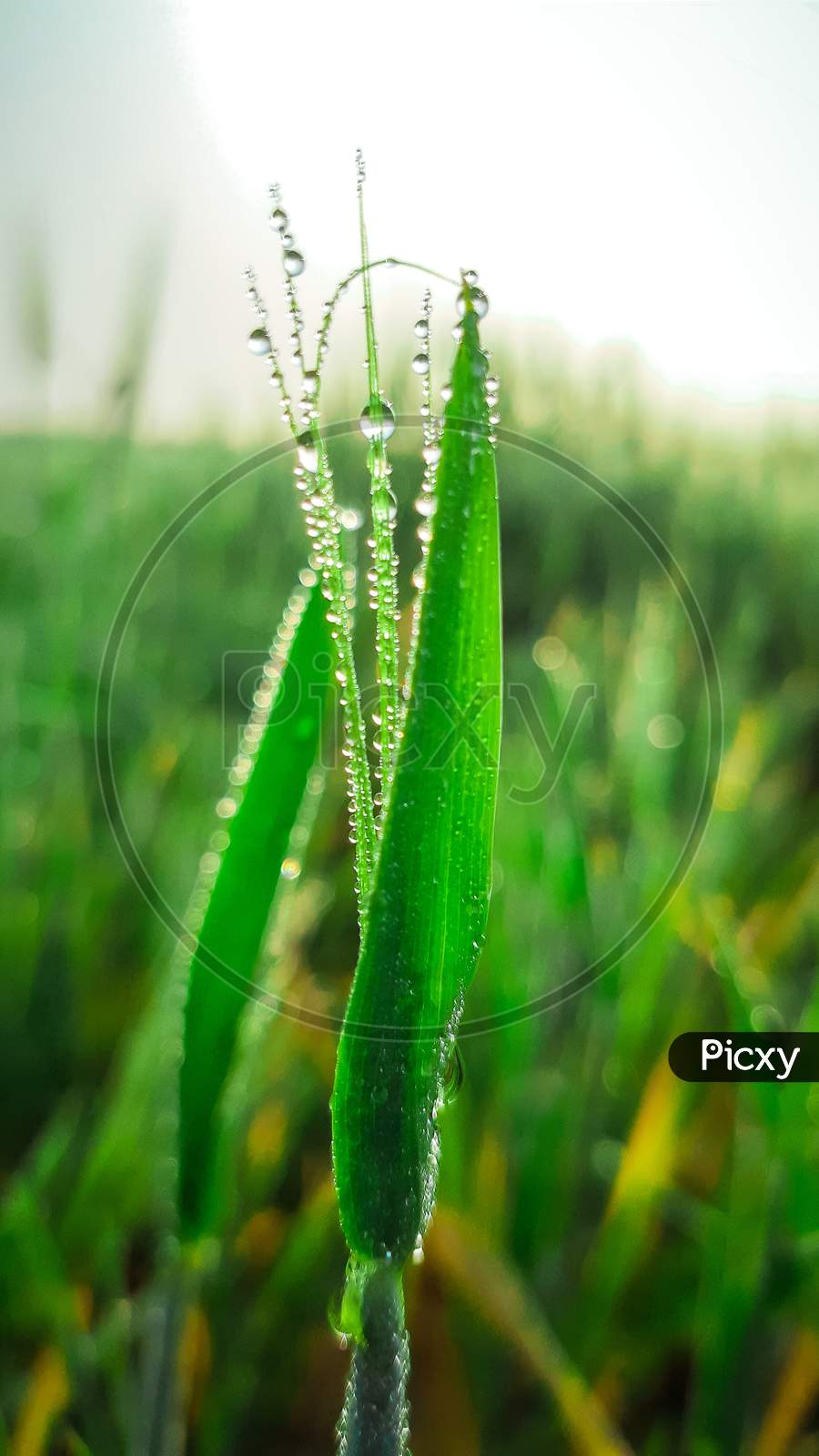 Grass is a monocotyledon plant.