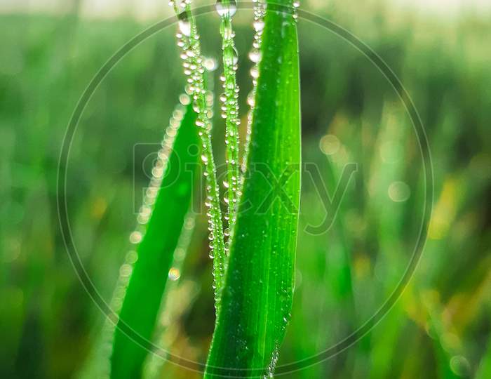 Grass is a monocotyledon plant.