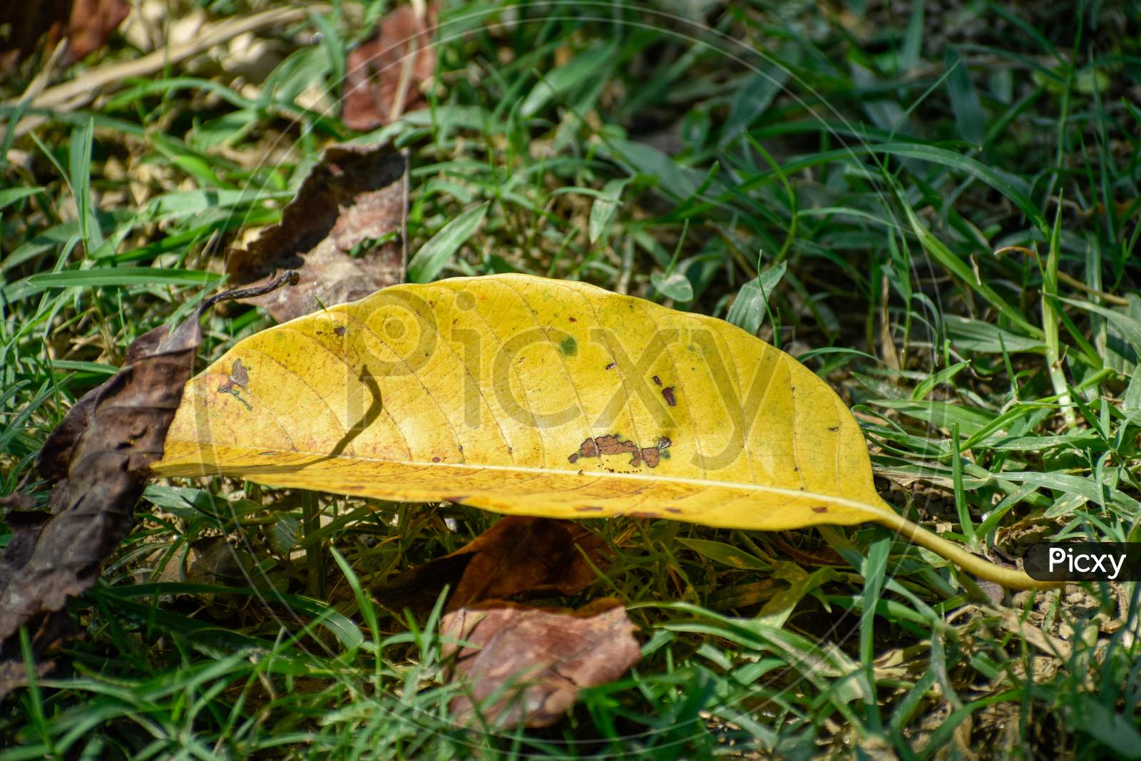A yellow leaf of a tree is lying on the ground