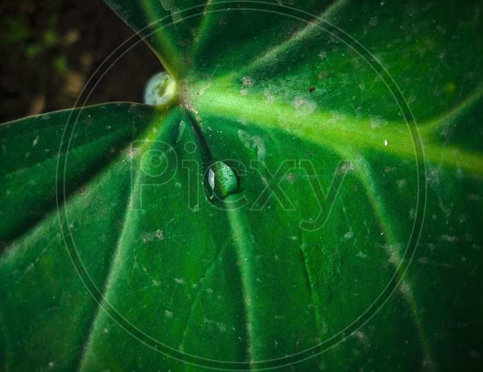 A water droplet on a leaf