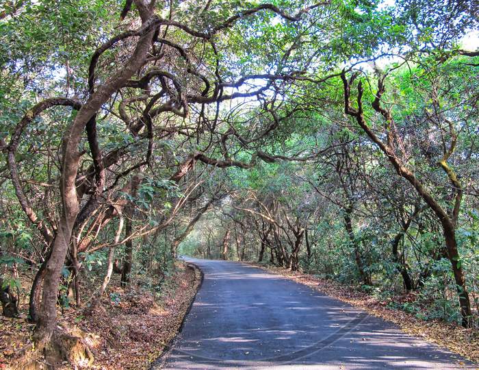 Mahabaleshwer mountain in satara, tree pathway, maharashtra, India