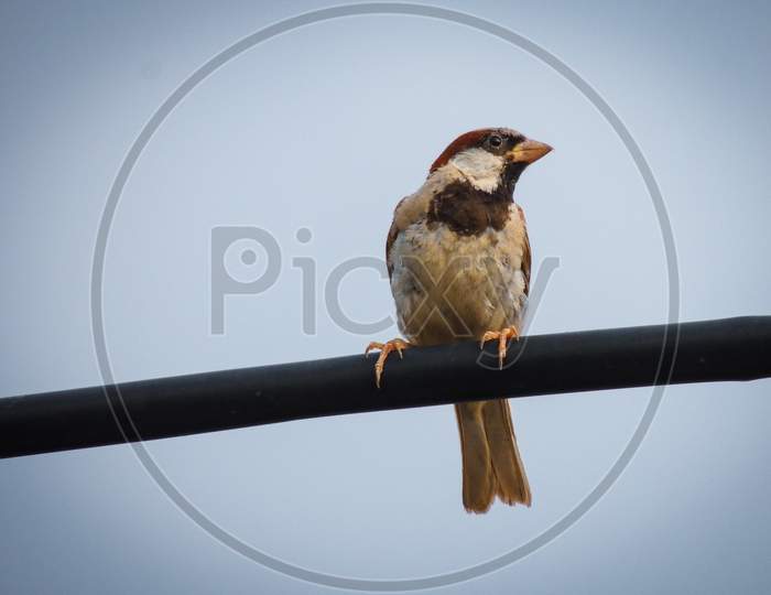 Sparrow -beautiful bird