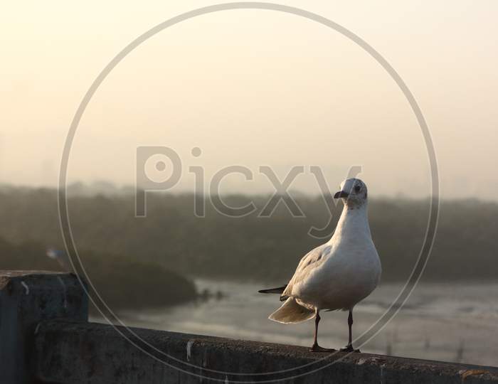Siberian Seagull, Sea Bird in Mumbai, India