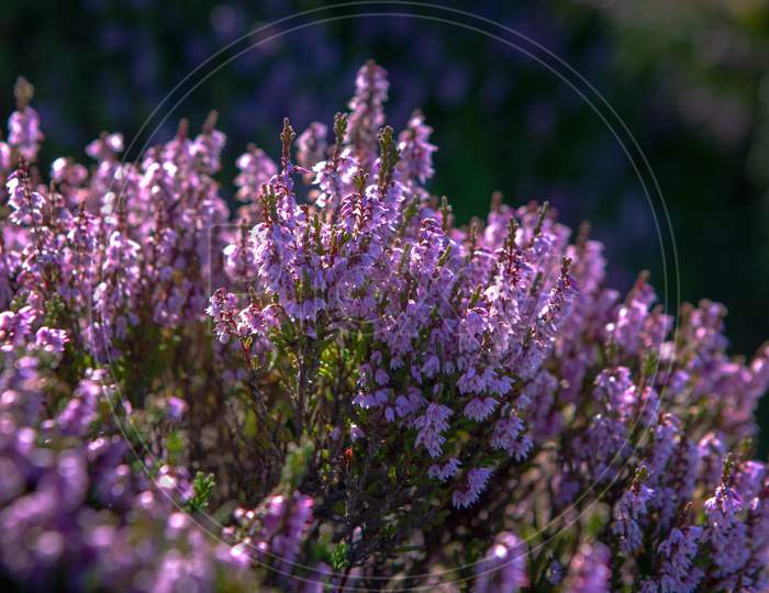 Heather Plant Closeup Detail Of Blossom On Haworth Moor