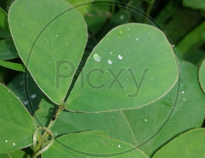 Macro photography , water on leaf