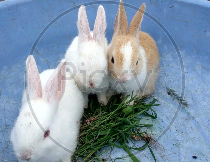 Three small kits of rabbit
