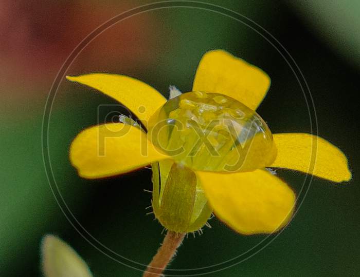 Yellow flower and a water drop