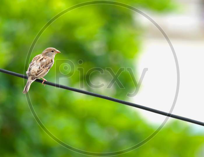 Indian sparrow