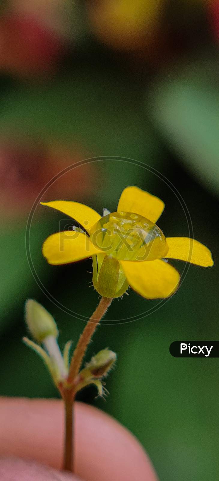 Yellow flower and a water drop