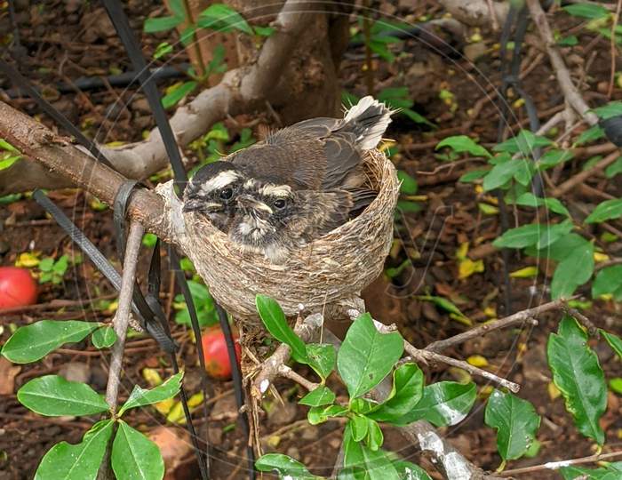 sparrow babies