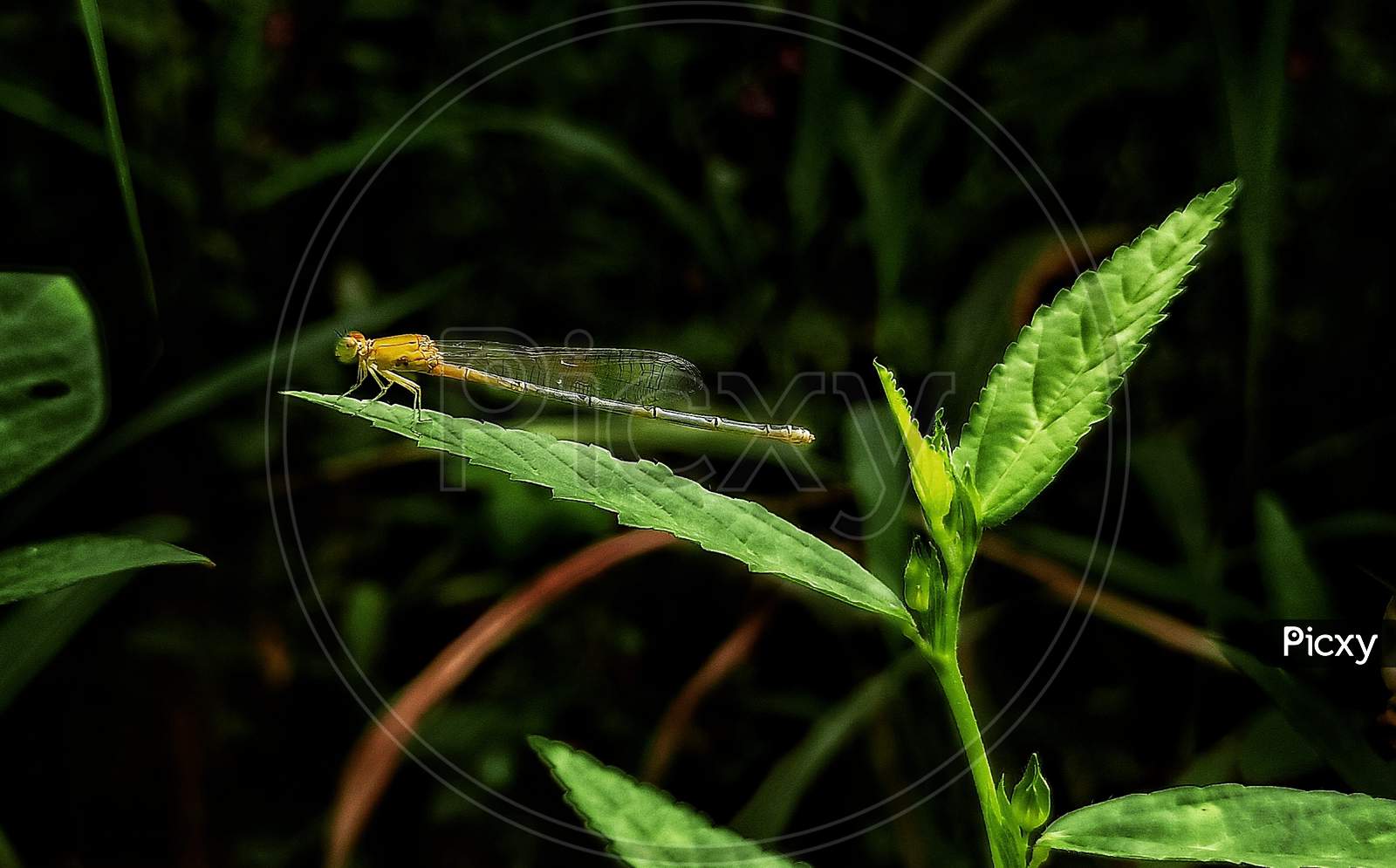 beautiful  dragonfly siting in grass