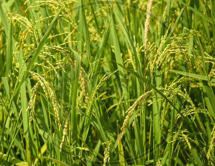 Close Up Of Yellow Green Rice Field