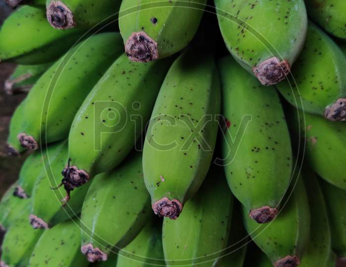 Fresh banana plant with fruit. Banana is the healthiest fruit for digestion.