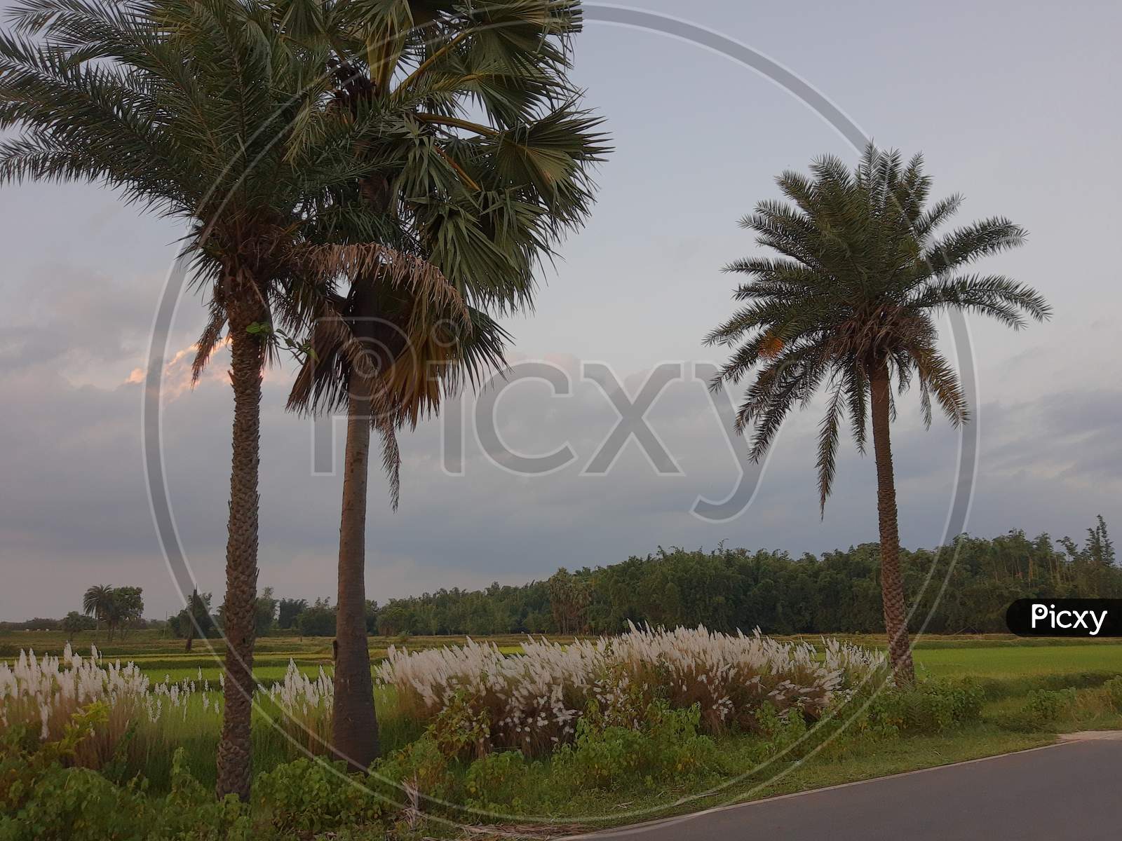Borassus fabellifer, Palm trees photography