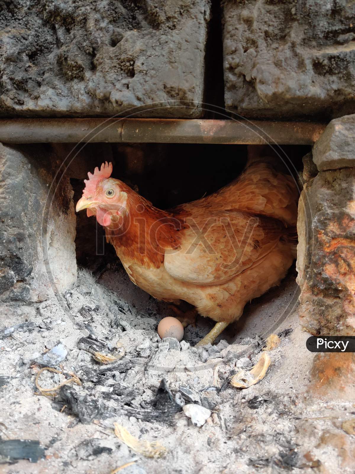 Indian Country hen with egg upon ashes.