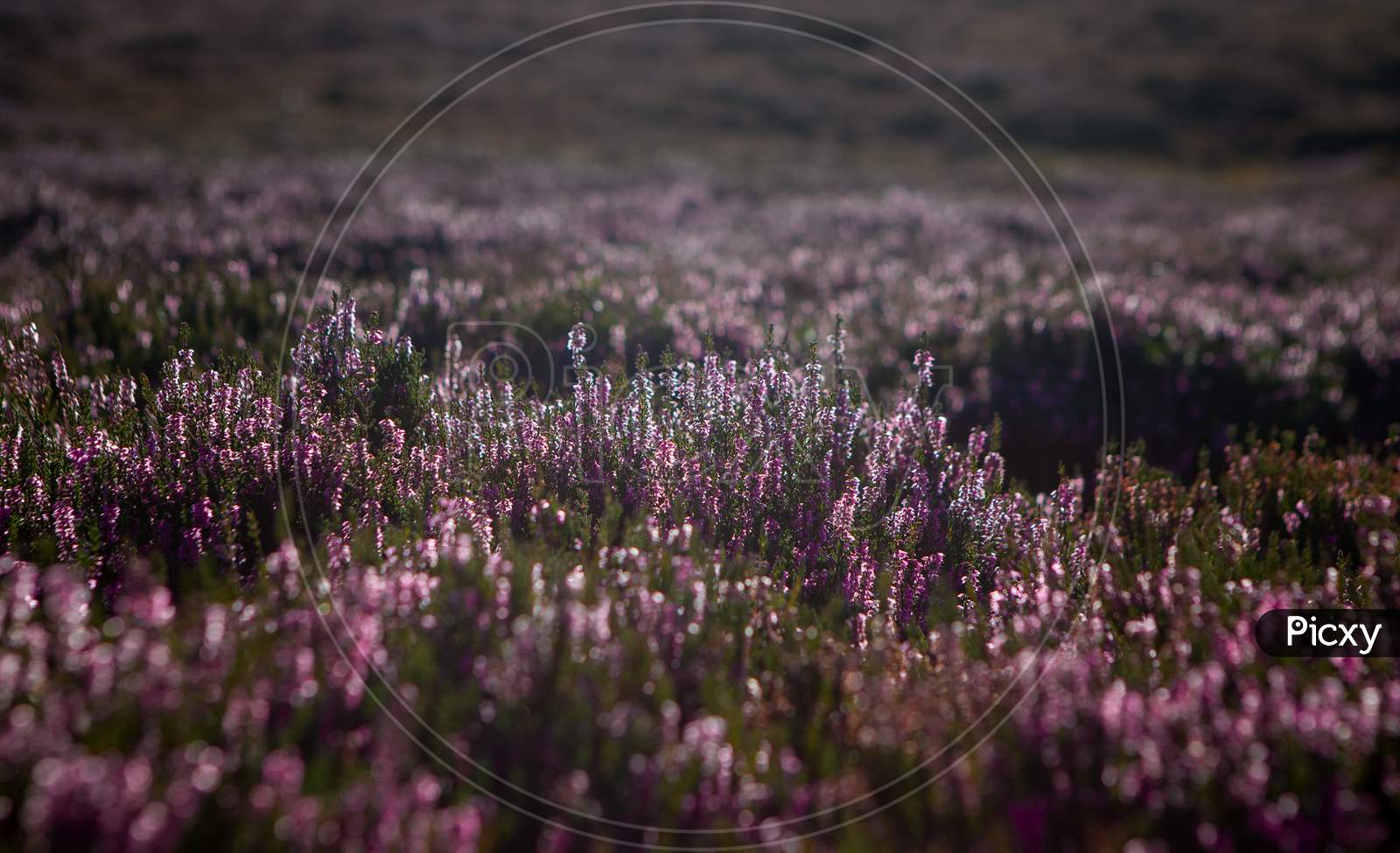Heather Plant Closeup Detail Of Blossom On Haworth Moor