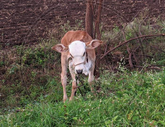 cow baby