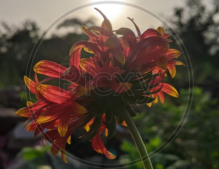 Flower at Sunrise