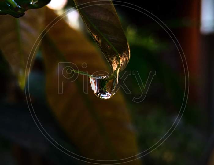 Water droplet on the leaf.