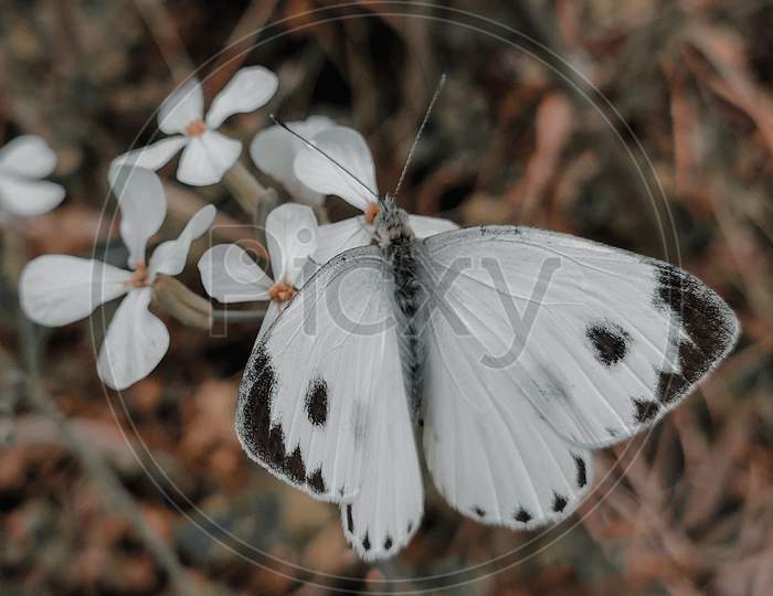 Closeup shot of butterfly