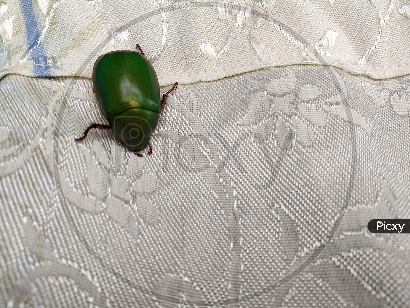 chrysomelidae leaf beetles