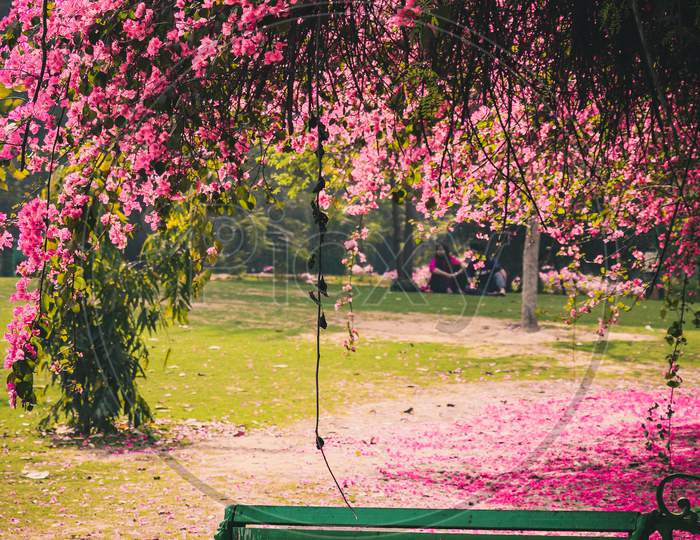 a bench under the bougainvillea flower tree